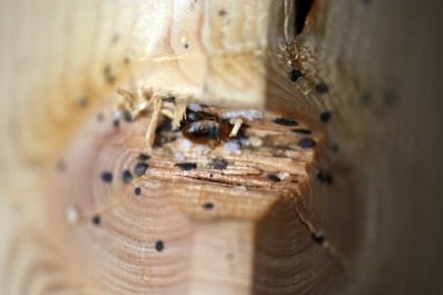 Sacramento Bed Bug Exterminator