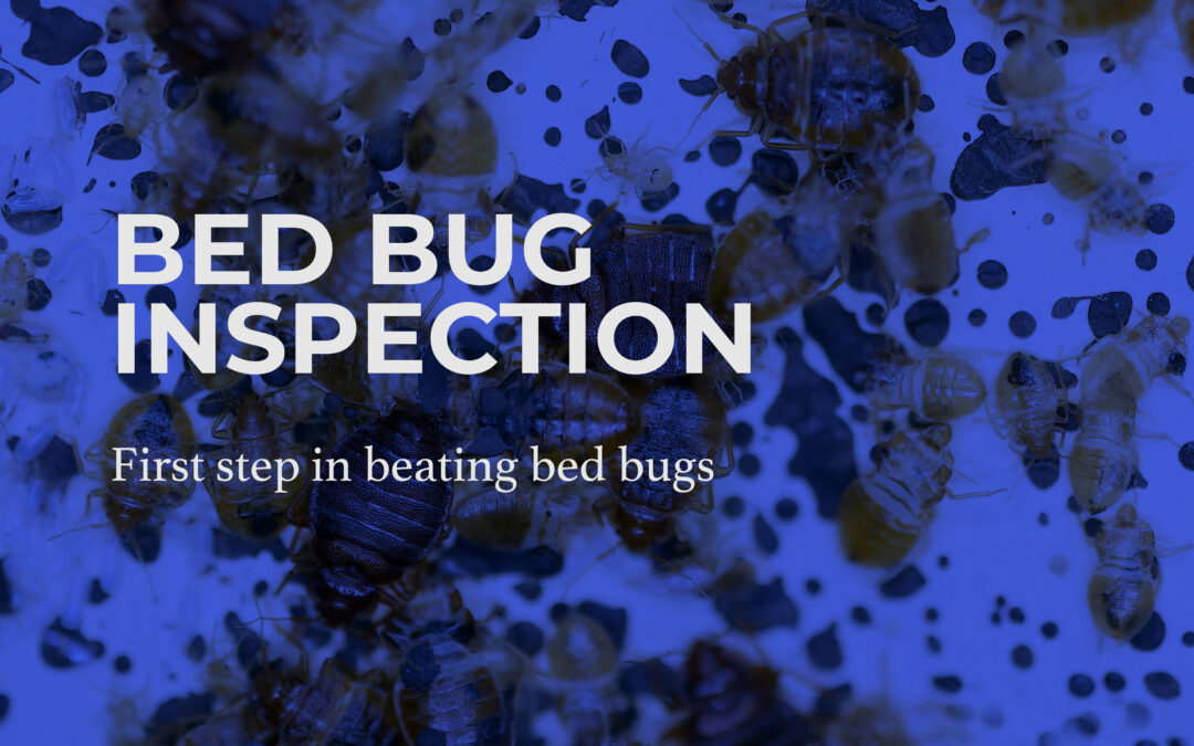 Bed Bug Inspection Cover Image